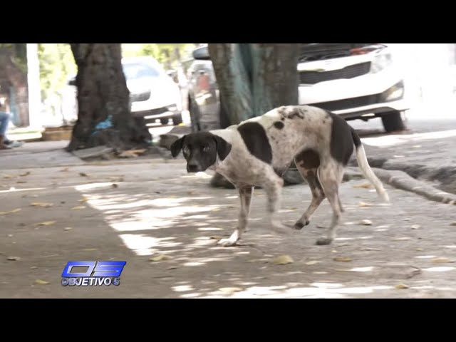 ⁣Preocupación por cantidad de perros realengos en las calles de la capital | Objetivo 5