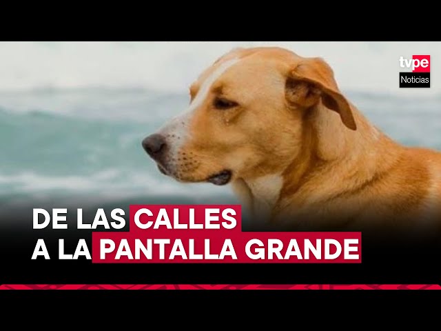 ⁣"Vaguito": la historia del perrito abandonado que se convirtió en estrella del cine nacion