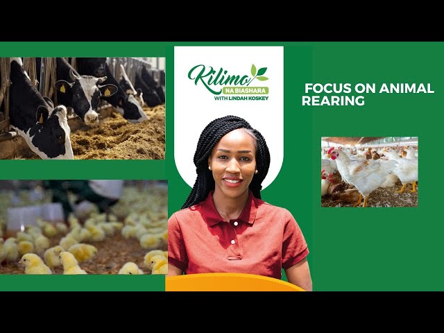 ⁣Focus On Animal Rearing  | Kilimo na Biashara