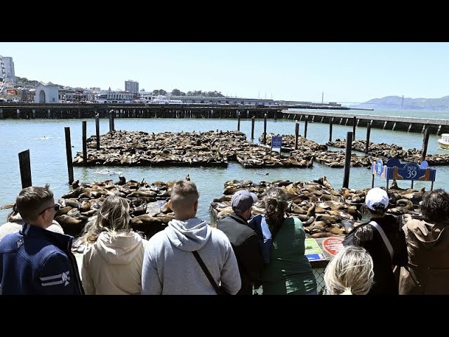 ⁣Dicht gedrängt: Tausende Seelöwen locken Schaulustige in San Francisco an