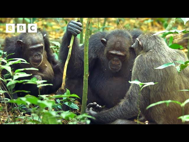 ⁣Chimps go digging for their dinner  | Mammals - BBC