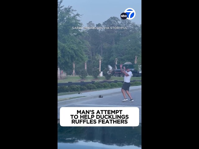 ⁣Man's attempt to help ducklings ruffles feathers