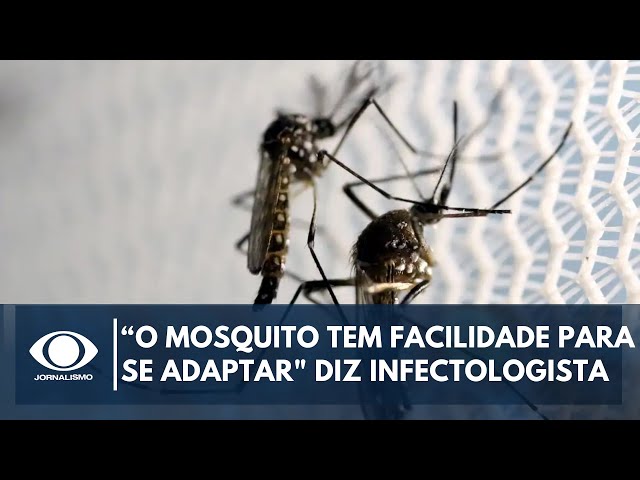 ⁣"Tem facilidade para se adaptar", diz Ex-secretário de Saúde sobre o mosquito da dengue |C