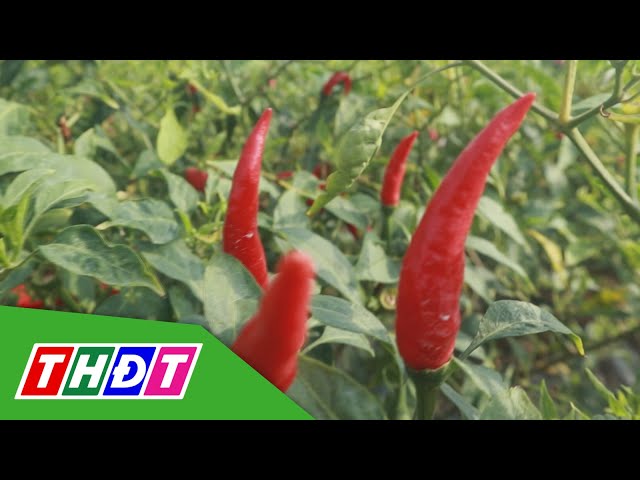 ⁣Xuất khẩu ớt vào thị trường Đài Loan cần tuân thủ quy định mới | THDT