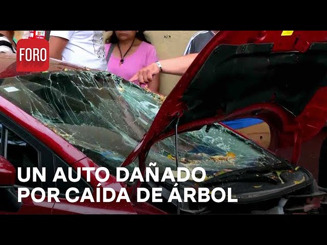 ⁣Árbol en mal estado cae sobre automóvil en CDMX - Las Noticias