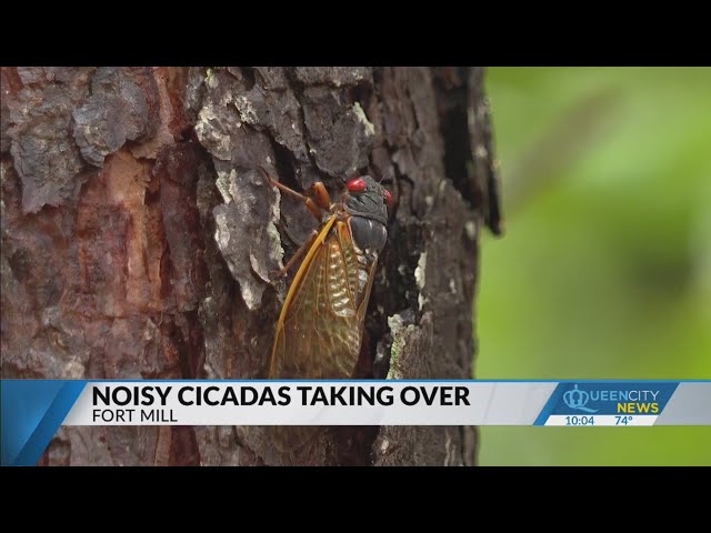 ⁣Fort Mill cicadas almost as loud as vacuum cleaner