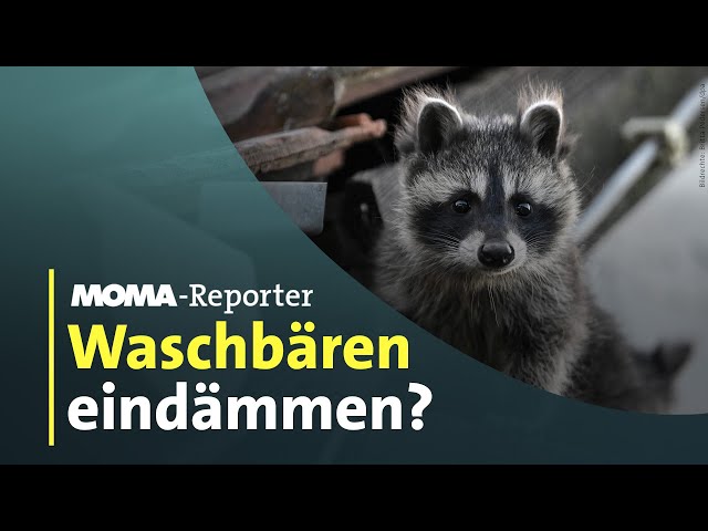 ⁣Waschbären-Alarm | ARD-Morgenmagazin