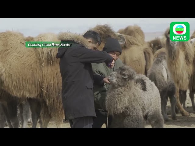 ⁣TVB News｜06/05/2024│Over 30,000 camels including some cubs bred in Fuhai County, Xinjiang