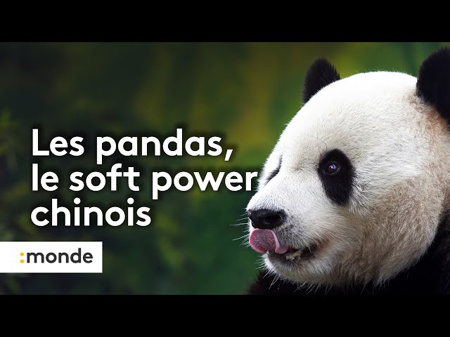 ⁣Chine : c'est quoi la "diplomatie du panda" ?