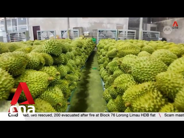 ⁣Why aren't Vietnamese durian farmers happy even though demand from China keeps rising?