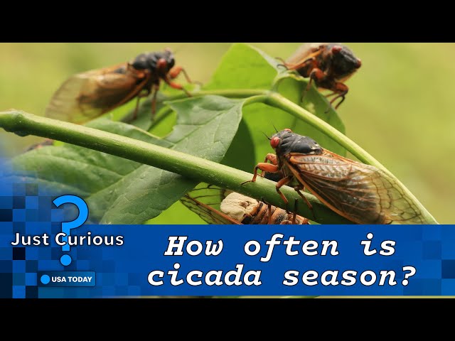 ⁣When do cicadas come out in 2024? What you can expect to see and hear. | JUST CURIOUS