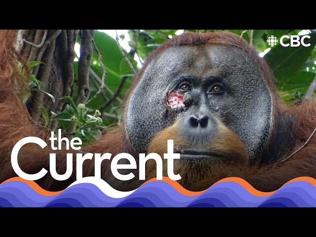 ⁣This orangutan used medicinal plants to treat its wound | The Current