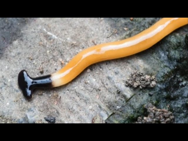 ⁣Sightings of toxic hammerhead flatworms on the rise in Canada