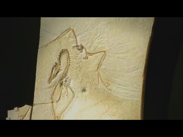 ⁣Field Museum unveils rare fossil on display now