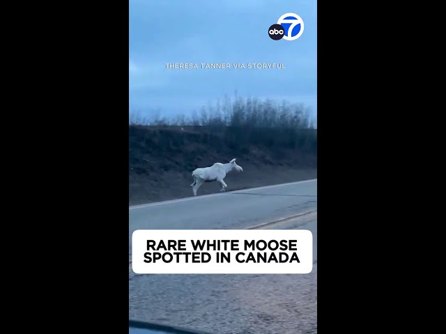 ⁣White moose spotted in Canada