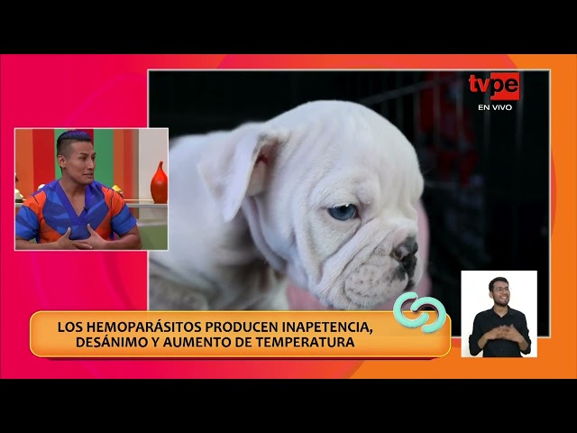 ⁣Hemoparásitos en mascotas: Causas, signos y tratamiento