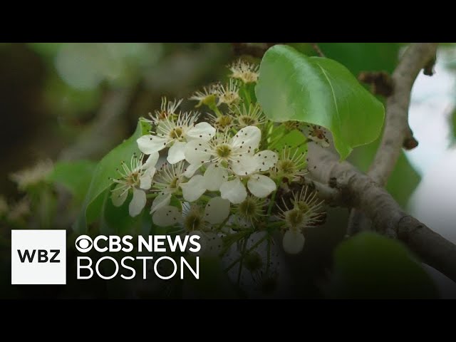 ⁣Callery pear tree may be banned in Massachusetts