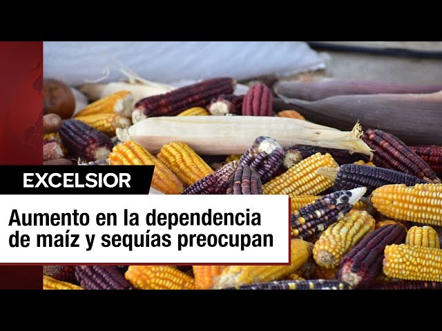 Alerta en el campo: El aumento en dependencia de maíz y sequías preocupan