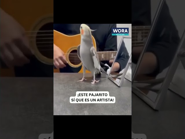 ⁣Un pequeño pájaro demuestra su talento único