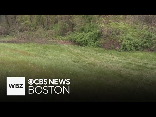 ⁣Police believe driver killed in Massachusetts crash was dragged from car by bear