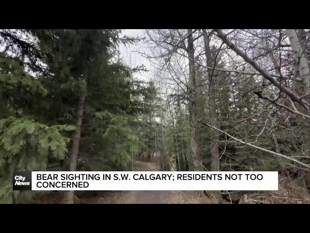 ⁣Bear sighting in SW Calgary; residents not too concerned