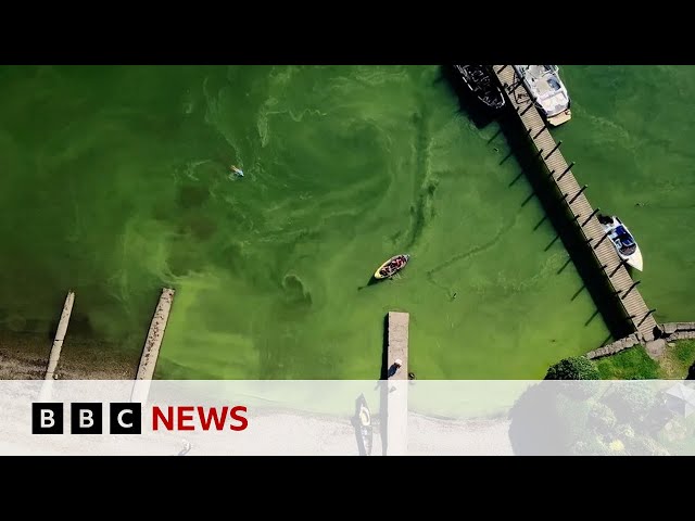 ⁣Windermere turning green due to high tourist numbers, researchers say | BBC News