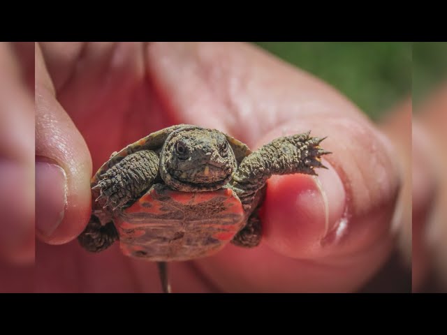 ⁣Tiny turtles saved in Boulder