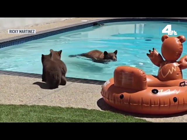 ⁣Bear and adorable cubs visit pool at Monrovia home