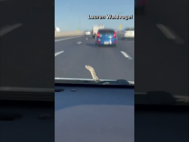 ⁣Snake hitches a ride with Arizona couple