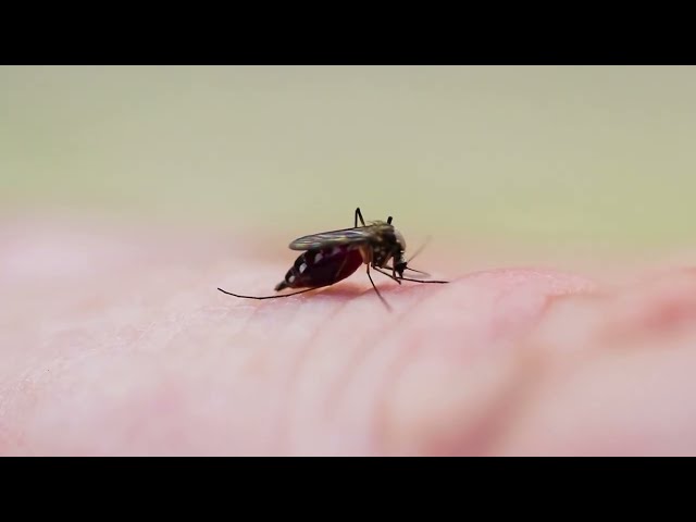 ⁣Health Check - Mosquito Awareness Week