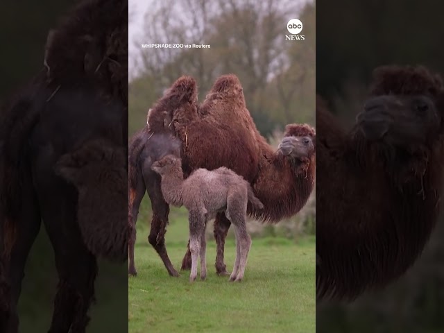 ⁣Bactrian camel born at UK Zoo