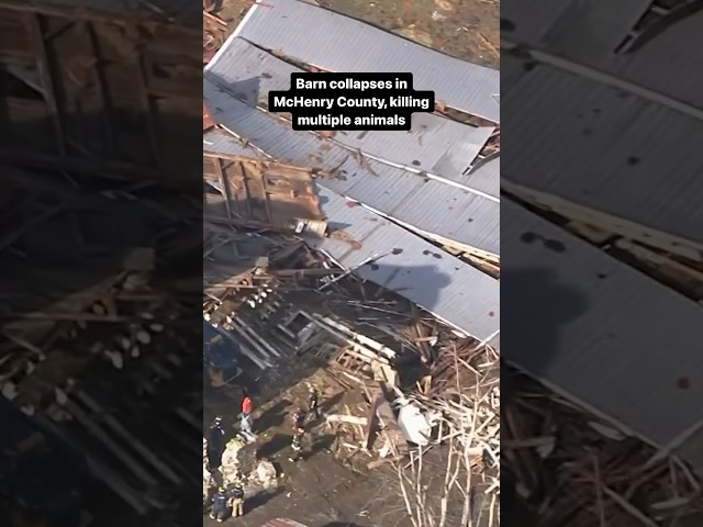⁣Barn collapses in McHenry County, killing multiple animals