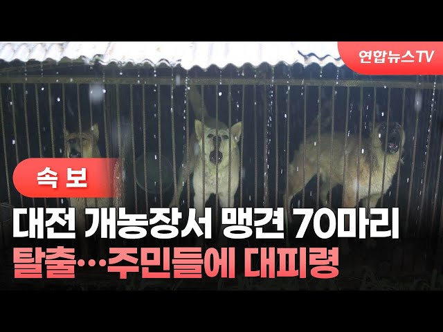 ⁣[속보] 대전 동구 개농장서 맹견 70마리 탈출…주민들에 대피령 / 연합뉴스TV (YonhapnewsTV)