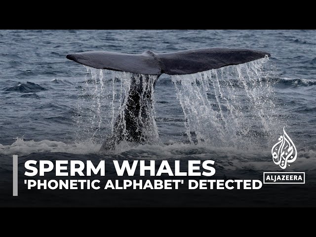 ⁣Decoding sperm whales: Scientists detect 'phonetic alphabet'