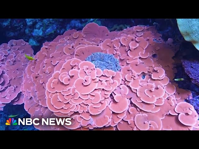 ⁣Georgia Aquarium is working to rescue corals from trafficking