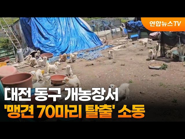 대전 동구 개농장서 '맹견 70마리 탈출' 소동 / 연합뉴스TV (YonhapnewsTV)