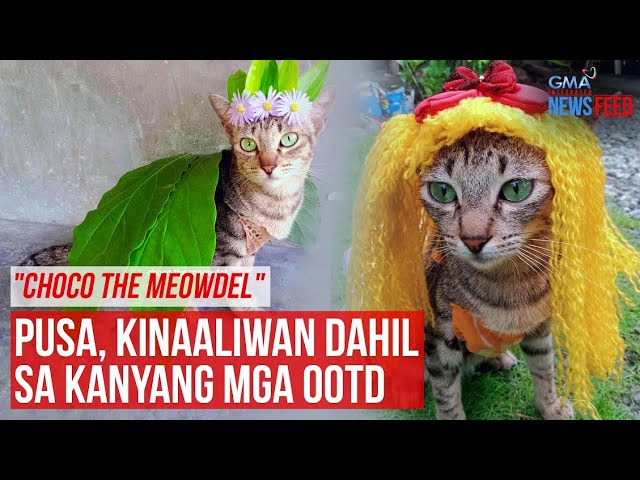 ⁣"Choco the MEOWdel" Pusa, kinaaliwan dahil sa kanyang mga OOTD | GMA Integrated Newsfeed