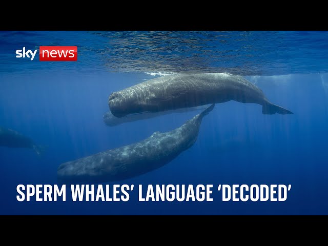 ⁣Scientists discover 'phonetic alphabet' of sperm whales
