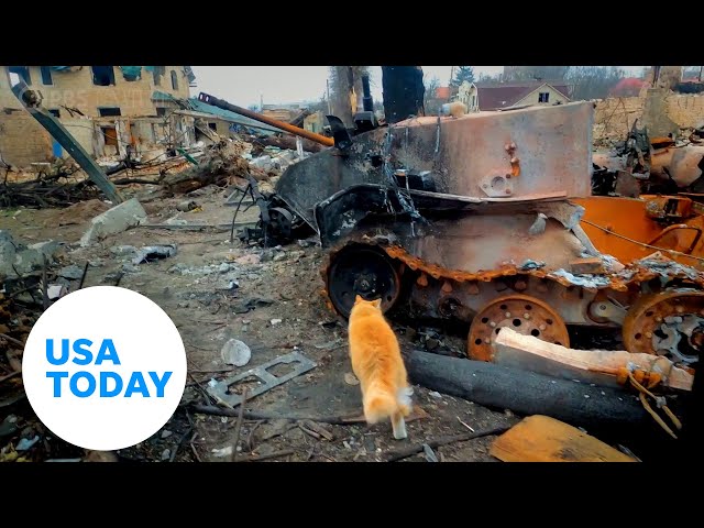 ⁣Ukrainians rally to rescue pets left behind in the Ukraine war | USA TODAY