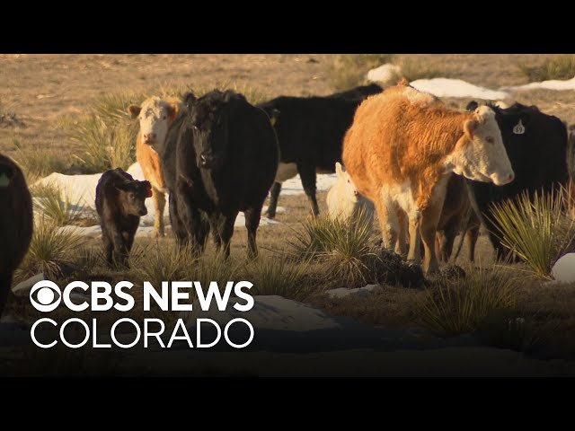 ⁣Health officials respond to cases of bird flu in cows in Colorado