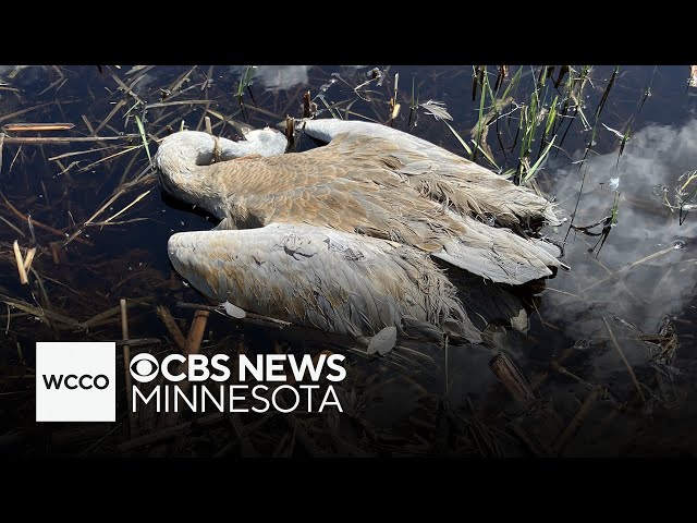 ⁣Protected bird shot illegally, Minnesota DNR says