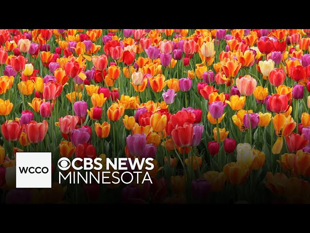 ⁣Tiptoe through 40,000 tulips at the Minnesota Landscape Arboretum