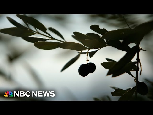 Adding olive oil to your daily diet may help prevent dementia