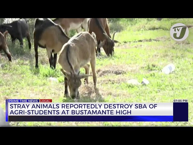 Stray Animals Reportedly Destroy SBA of Agri-Students at Bustamante High | TVJ News