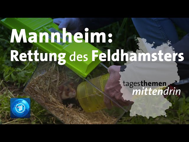 Mannheim: Rettung des Feldhamsters | tagesthemen mittendrin