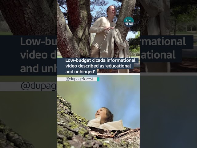 ⁣Low-budget cicada informational video described as ‘educational and unhinged’ #itvnews