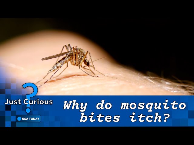 ⁣Why do mosquito bites itch? Here are the dangers of scratching | JUST CURIOUS
