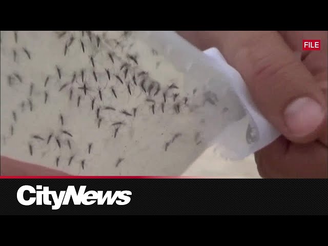 ⁣Mosquito season underway in Winnipeg