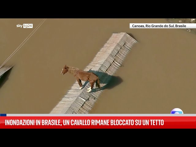 ⁣Inondazioni Brasile, cavallo resta bloccato sul tetto
