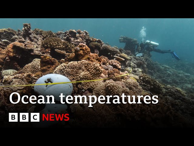⁣Oceans suffer from record-breaking year of heat amid climate change | BBC News